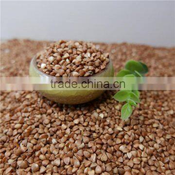 High Quality Roasted Buckwheat Kernel Price