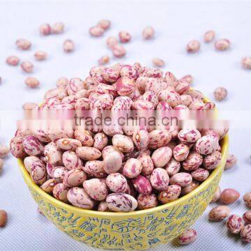 LSKB xinjiang round shape light speckled kidney bans with oval shape