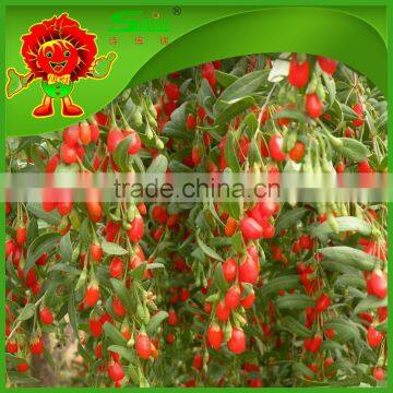 Pollution free Low pesticide residue wolfberry dried goji berries