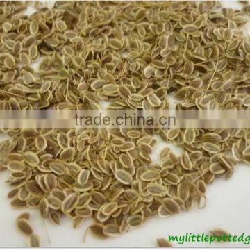 Dill Seed