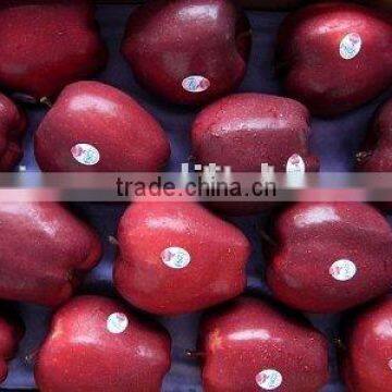 red huaniu apple (delicious apple )