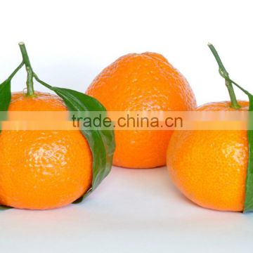 Fresh fruit fresh mandarin orange from pakistan for wholesales