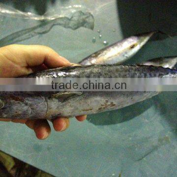 Hot Sell Frozen fresh Bonito Fish 200-300g