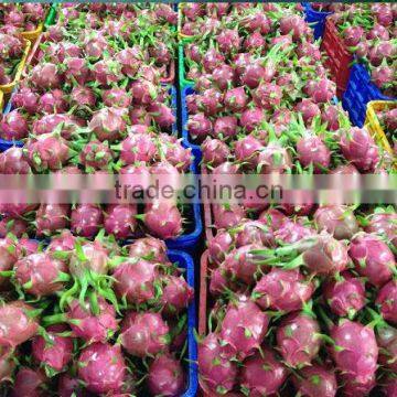 FRESH PITAYA photo-2