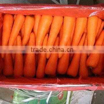 2016 new crop fresh carrot