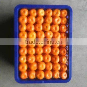 Fresh Mandarin orange/honey mandarin for sale