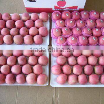 China Yantai Best Price Fuji Apple