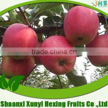 100-113-125 Fresh Red Qinguan Apple 20kg Carton