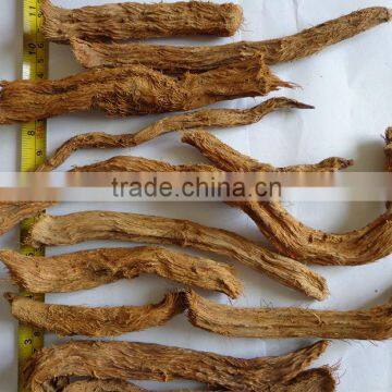 HOMALONEMA AROMATICA