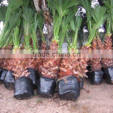 Washingtonia Filifera