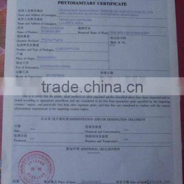PHYTOSANITARY CERTIFICATE