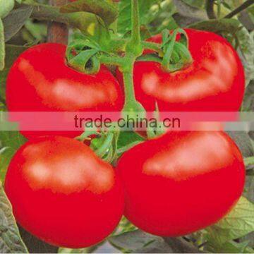 Big Red Fruit Tomato Seed New Joy Ruby