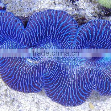 Tridacna maxima Blue