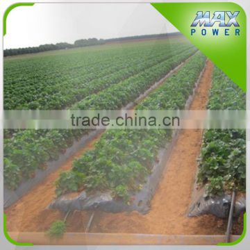 Strawberry Garden Spray Irrigation system