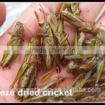 High Protein Dried Locusts photo-3