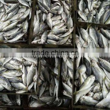 Supply Land Frozen Horse Mackerel for Canning /for Feed (trachurus Japnonicus) photo-2