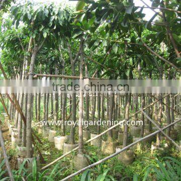 Lagerstroemia Speciosa Tropical Tree Dia 6-20cm,high 3-4m photo-3