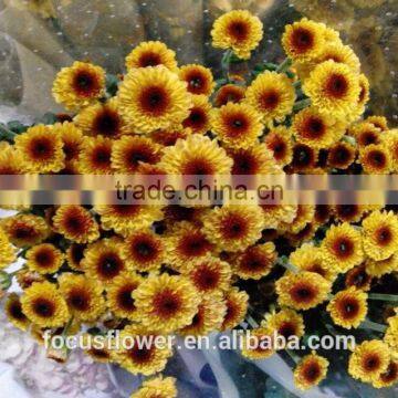 Reasonable price hot-sale flower fresh chrysanthemum from Yunnan