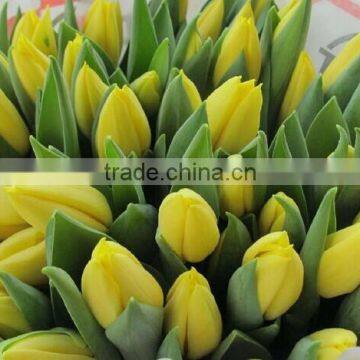 Wholesale Natural Fresh Cut High Quality Tulip Flower Supplier From Yunnan