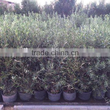 Olive Tree -Olea Europaea "Arbustivo - Bush" photo-5