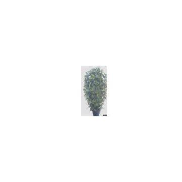 Cylinder Laurus Tree W/Pot