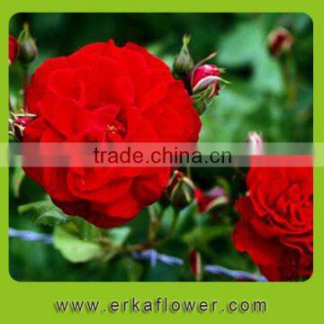 New arrival promotional pure and mild flavor 2015 fashion style carnation flower
