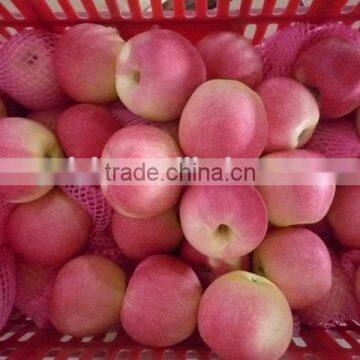 new crop red fuji apple 2015