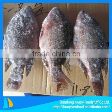 Tilapia products Whole Frozen Tilapia Fish