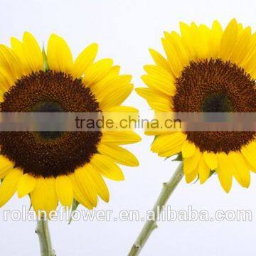 2016 hot sell single stem natural fresh cut sunflower for wholesale