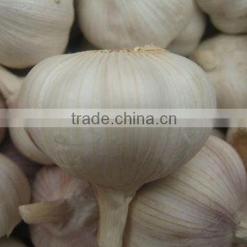 Fresh White Garlic