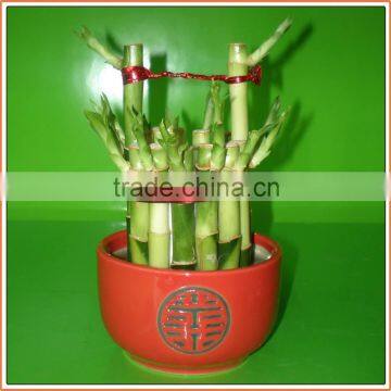 bucket shape lucky bamboo bonsai dracaena sanderiana indoor ornamental aquatic feng shui plants nursery garden decoration