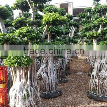 Large landscaping podocarpus bonsai tree from china alibaba