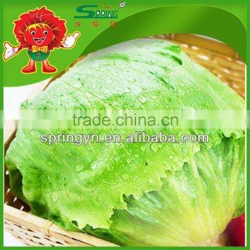 Organic round shape iceberg lettuce iceberg lettuce