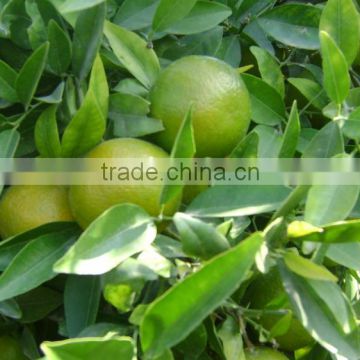 Best LEMON FOR SALE