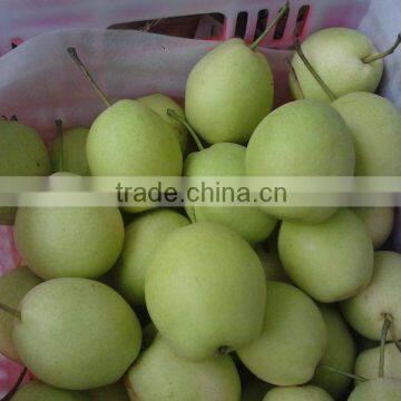 2012 shandong pear