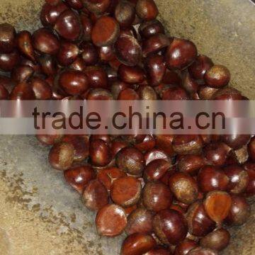 Fresh Chinese Chestnut photo-3