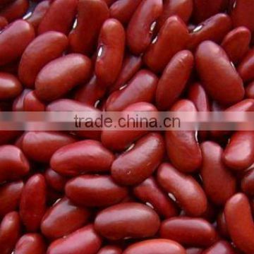 British type dark red kidney bean