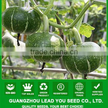 PU07 Jinli no.2 disease resistant hybrid green pumpkin seeds for planting, 1.5 to 2kgs weight, early maturity