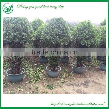 170cm Bottle Shaped Bonsai Ficus Tree