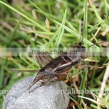 Pet Food Fish Food Microwave Dried Crickets Bagged/Canned photo-2