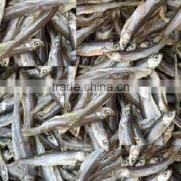 Microwave Dried Fish for Pet (turtle;lizard);Factory Price Dried Fish photo-2