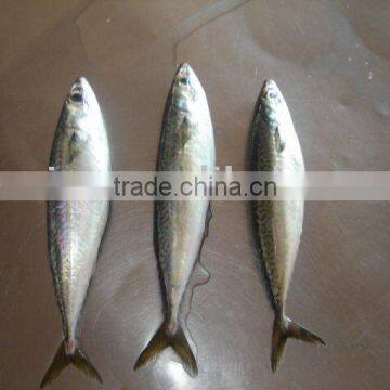 Frozen Pacificus Mackerel photo-3