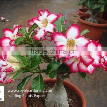 Adenium Obesum ( Desert Rose) photo-6