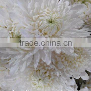 high-class white chrysanthemum flowers from Yunnan