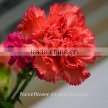 2016 hot sale carnation flowers fresh cut flower for love, anniversary