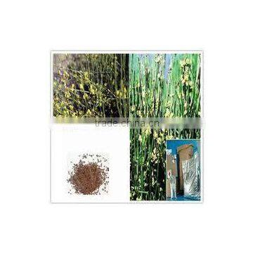 Ephedra Vulgaris photo-2