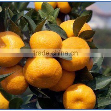 wholesale products name all citrus fruits