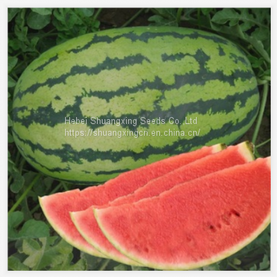 Emperor Chinese high quality hybrid watermelon seeds for growing