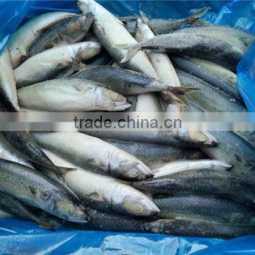 Pacific Mackerel New Coming Seafood photo-5