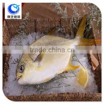 wholesale products frozen pomfret fish best selling .